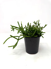 Load image into Gallery viewer, Rhipsalis Cereuscula