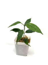 Load image into Gallery viewer, Hoya Multiflora Splash