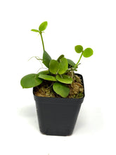 Load image into Gallery viewer, Dischidia Pectinoides X Cleistantha Pink Flower is