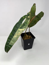 Load image into Gallery viewer, Philodendron Billietiae Variegated B