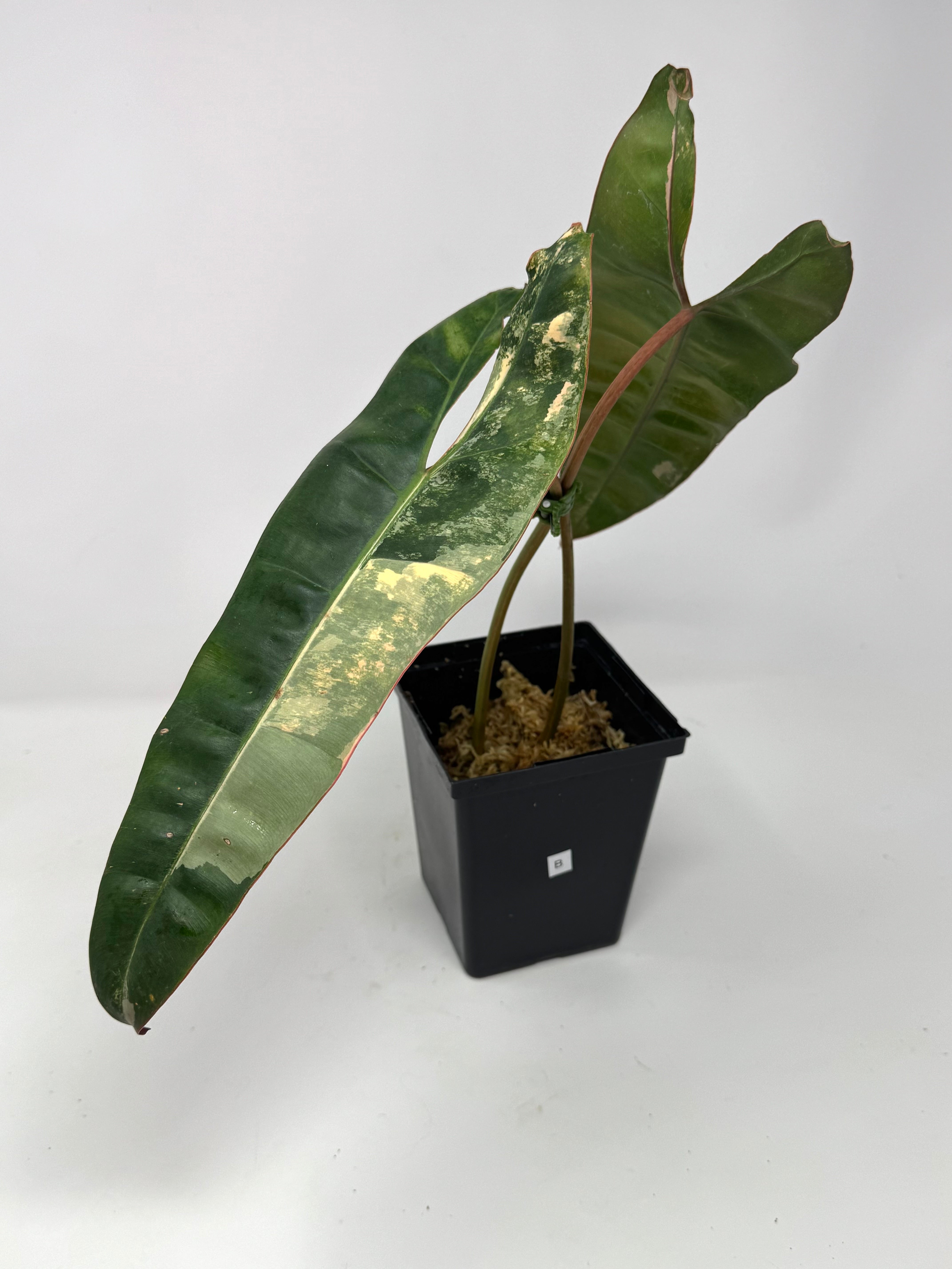 philodendron billietiae etsy Philodendron Billietiae Variegated B – Planthaven Toronto