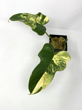 Load image into Gallery viewer, Philodendron Bipennifolium Violin Variegated G