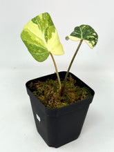 Load image into Gallery viewer, Philodendron Gloriosum Variegated C