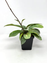 Load image into Gallery viewer, Hoya Carnosa ‘Argentea Princess’ M