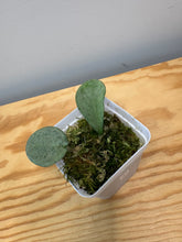 Load image into Gallery viewer, 21. Hoya Carnosa ‘Grey Ghost’