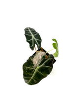 Load image into Gallery viewer, Alocasia Amazonica Variegated B