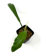 Load image into Gallery viewer, Philodendron Lynette ‘Campii’