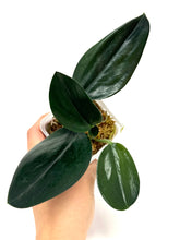 Load image into Gallery viewer, Scindapsus Treubii Dark Form