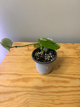 Load image into Gallery viewer, 188. Scindapsus Jade Satin Variegated