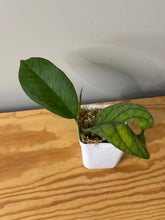 Load image into Gallery viewer, 44. Hoya Meredithii