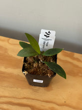 Load image into Gallery viewer, 332. Hoya Memoria