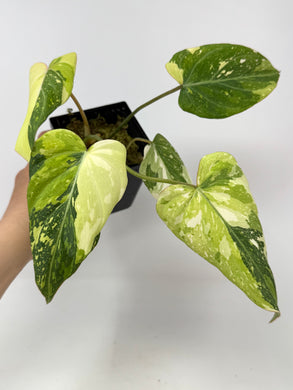 Philodendron Gloriosum Variegated B