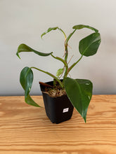 Load image into Gallery viewer, 271. Philodendron White Princess