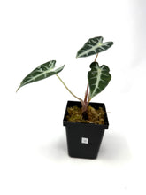 Load image into Gallery viewer, Alocasia Bambino Pink Variegated C