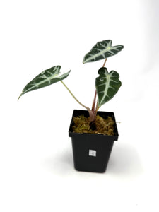 Alocasia Bambino Pink Variegated C