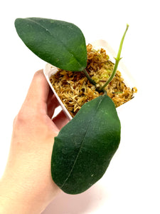 Hoya Hamiltoniorum