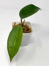 Load image into Gallery viewer, Hoya Clandestina