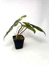 Load image into Gallery viewer, Philodendron Billietiae Variegated C