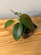 Load image into Gallery viewer, 147. Hoya Pottsii