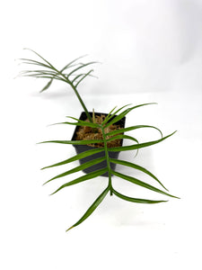 Philodendron Tortum (large)