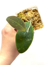 Load image into Gallery viewer, Hoya Rintzii (Borneo)