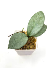 Load image into Gallery viewer, Hoya Carnosa ‘Nova Ghost’