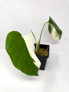 Monstera Deliciosa Albo Variegated E