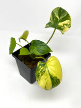 Load image into Gallery viewer, Homalomena Rubescens Variegated A