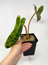 Load image into Gallery viewer, Philodendron Billietiae Variegated E