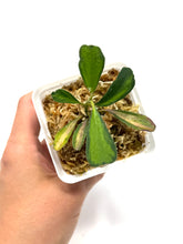 Load image into Gallery viewer, Hoya Manipurensis Variegated C