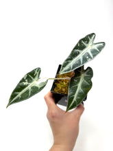 Load image into Gallery viewer, Alocasia Bambino Pink Variegated C