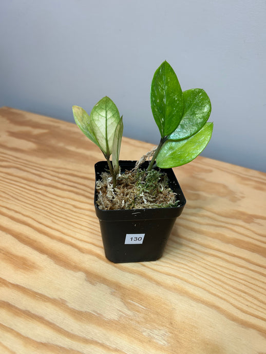 130. Zamioculcas Zamiifolia ‘ZZ’ Variegated
