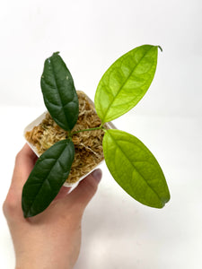 Hoya Campanulata