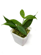 Load image into Gallery viewer, Hoya Polyneura