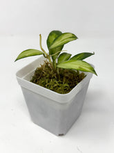 Load image into Gallery viewer, Hoya Walliniana Variegated