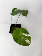 Load image into Gallery viewer, Monstera Deliciosa Albo Variegated M