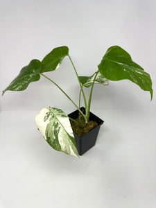 Monstera Deliciosa Albo Variegated J