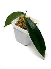 Load image into Gallery viewer, Hoya Kaimuki