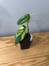 Load image into Gallery viewer, 94. Philodendron Bipennifolium Variegated ‘Violin’