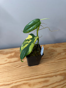 94. Philodendron Bipennifolium Variegated ‘Violin’