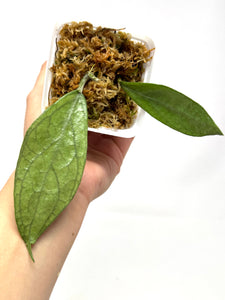 Hoya Germany Silver D