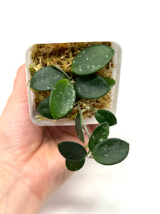 Hoya Mathilde