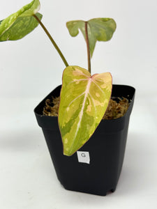 Philodendron Gloriosum Variegated G