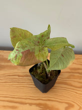 Load image into Gallery viewer, 284. Syngonium Podophyllum Milk Confetti