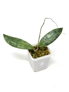 Hoya Lambii Silver A