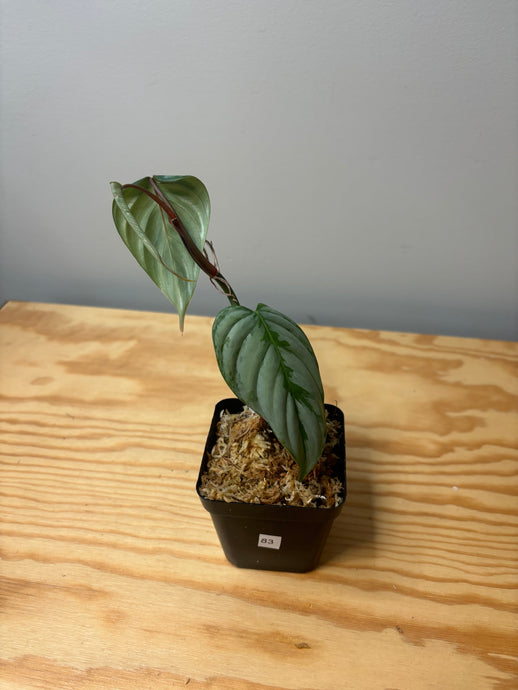 83. Philodendron Sodiroi Ornatum