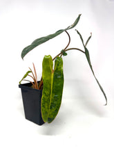 Load image into Gallery viewer, Philodendron Billietiae Variegated D