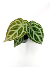 Load image into Gallery viewer, Anthurium Silver Blush