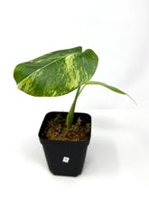 Load image into Gallery viewer, Monstera Deliciosa Aurea Variegated E