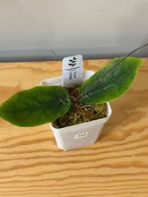 Load image into Gallery viewer, 153. Hoya Inflata